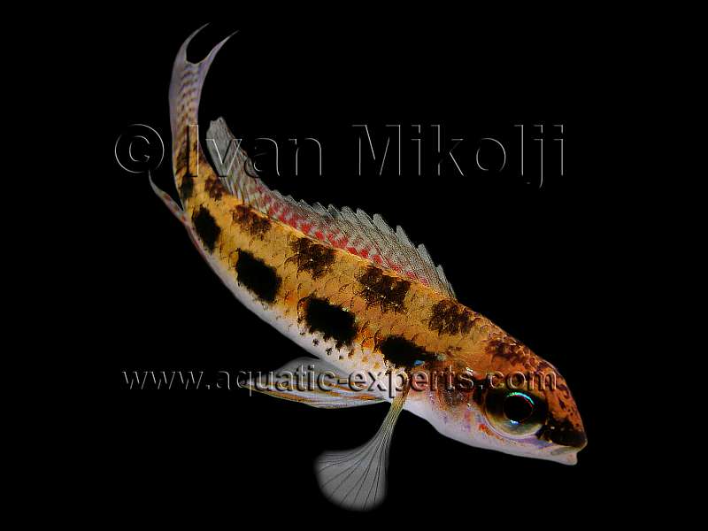 Dicrossus filamentosus